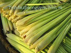 tinh dầu sả chanh